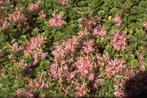 Roze vetkruid bodembedekker, Ophalen, Vaste plant, Bodembedekkers, Halfschaduw