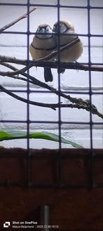 koppel bichenow astrilde, Meerdere dieren