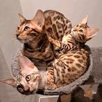 International Champion bengaalse kittens met stamboom, Dieren en Toebehoren, Kater, Gechipt, 0 tot 2 jaar