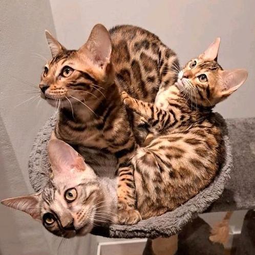 International Champion bengaalse kittens met stamboom, Dieren en Toebehoren, Katten en Kittens | Raskatten | Korthaar, Kater, 0 tot 2 jaar