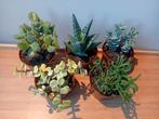 5 vetplantjes set potmaat 8,5cm, Ophalen, Vetplant, Halfschaduw, In pot