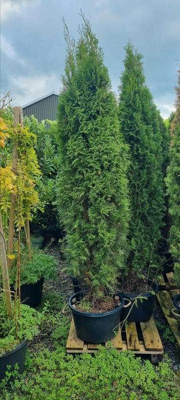 Coniferen in pot 200/250 beschikbaar voor biedingen