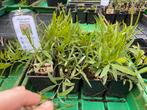 Boslathyrus bio, Vaste plant, Ophalen of Verzenden, Groenteplanten, Volle zon