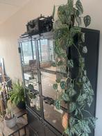 Stalen vitrinekast met glas 180x90, Ophalen, 50 tot 100 cm, 150 tot 200 cm, 25 tot 50 cm