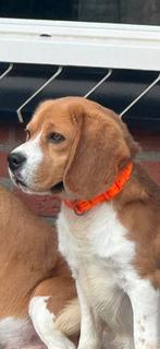 Beagle dekreu met mooie stamboom., Dieren en Toebehoren, Honden | Beagles, Bassets en Lopende honden, Beagle, Reu, CDV (hondenziekte)