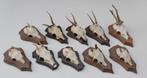 OPRUIMING : 10 x REE GEWEI op houten schild met kaakdeeltjes, Verzamelen, Dierenverzamelingen, Ophalen of Verzenden, Gebruikt