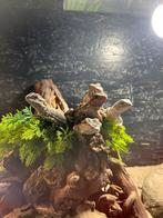 Jonge Baardagame / Pogona vitticeps, Hagedis, Tam, 0 tot 2 jaar