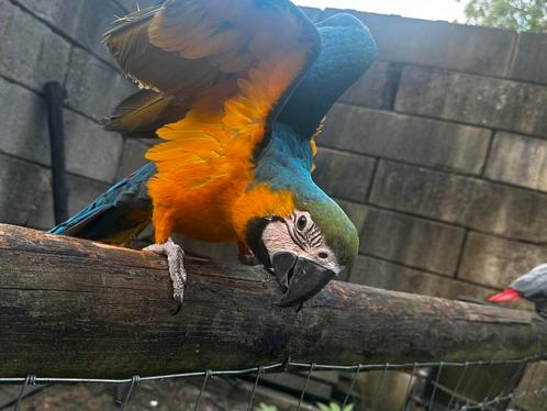 Lieve ara 30-08-2024, Dieren en Toebehoren, Vogels | Parkieten en Papegaaien, Papegaai, Vrouwelijk, Geringd
