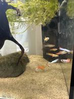 Mannetjes guppen, Vis