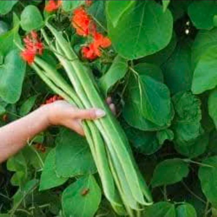 Pronkbonen zaden - Heirloom variëteit, Tuin en Terras, Bloembollen en Zaden, Volle zon, Ophalen of Verzenden