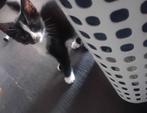 Kittens, Dieren en Toebehoren, Meerdere dieren, Kortharig, 0 tot 2 jaar