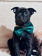 Franse bull x Keesje, Dieren en Toebehoren, Honden | Bulldogs, Pinschers en Molossers, Reu, 8 tot 15 weken, Bulldog, Meerdere