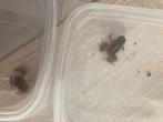 Tricolor kikkers, Dieren en Toebehoren, Amfibie, Tam, 0 tot 2 jaar