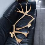 Prachtig groot edelhert gewei – natuurlijke vondst, Ophalen, Hert, Gewei of Kop