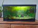 Aquarium 60 liter compleet., Dieren en Toebehoren, Ophalen, Gebruikt, Gevuld zoetwateraquarium