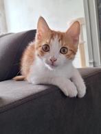 Kittens, Dieren en Toebehoren, Kater, 0 tot 2 jaar