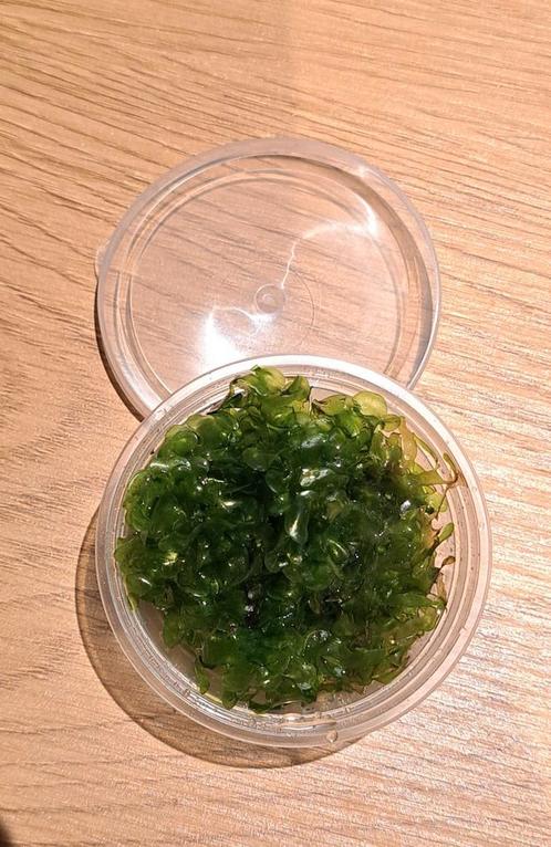 Levermos, Dieren en Toebehoren, Vissen | Aquaria en Toebehoren, Nieuw, Plant(en), Steen of Hout, Ophalen