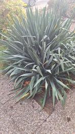 Gratis 3 tuinplanten, Tuin en Terras, Planten | Tuinplanten, Volle zon, Vaste plant, Bloeit niet, Ophalen