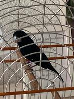 Twatwa, Dieren en Toebehoren, Vogels | Overige Vogels, Mannelijk