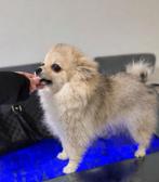 Pomeriaan reutje met stamboom, paspoort en gezondheidsboekje, Particulier, Keeshond, 15 weken tot 1 jaar, Reu