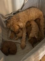 Dwerg poedel pups reutjes, Dieren en Toebehoren, Honden | Chihuahua's en Gezelschapshonden, Poedel, HCC (leverziekte), Reu, 8 tot 15 weken