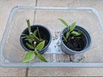 Hortensia Annabelle Plantje, Tuin en Terras, Planten | Tuinplanten, Ophalen, Zomer, Overige soorten, Halfschaduw