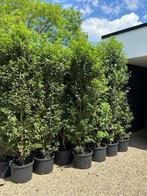 Prunus lusitanica Angustifolia pot gekweekt 2 tot 3 m, Ophalen, Laurier, Haag, 250 cm of meer