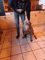 Wij verwachten in februari pups van ons teef belleke, België, Particulier, Overige rassen, 8 tot 15 weken