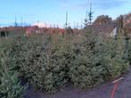 kerstbomen te koop, Tuin en Terras, Overige soorten, Lente, 100 tot 250 cm, Ophalen