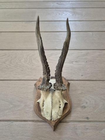 Mooi Ree Gewei Op Schild Jacht Mancave Jagen Landelijk c80 beschikbaar voor biedingen