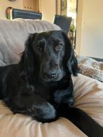 Zwarte kruising cocker spaniël, Dieren en Toebehoren, Honden | Retrievers, Spaniëls en Waterhonden, Rabiës (hondsdolheid), 1 tot 2 jaar