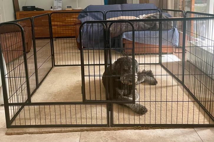 Ren 8 panelen 80x80 met deur, Dieren en Toebehoren, Hondenhokken, Gebruikt, Hondenkennel, 65 tot 100 cm, 110 cm of meer, Ophalen