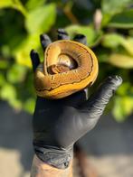 Koningspython pinstripe 0.1 2025, Dieren en Toebehoren, Reptielen en Amfibieën, Slang