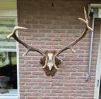 Prachtig Zwaar Edelhert Gewei Jacht Mancave Jacht Hut d84, Verzamelen, Dierenverzamelingen, Ophalen, Hert, Gewei of Kop