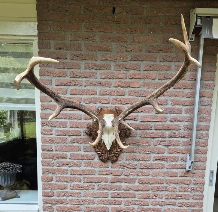 Prachtig Zwaar Edelhert Gewei Jacht Mancave Jacht Hut d84, Verzamelen, Dierenverzamelingen, Gewei of Kop, Hert, Ophalen