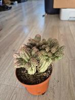 euphorbia mammillaris variegata zie foto, Ophalen of Verzenden, Cactus, Minder dan 100 cm