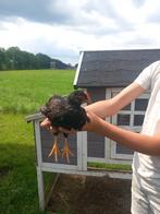 Barnevelder kriel kippen, Dieren en Toebehoren, Pluimvee, Vrouwelijk, Kip