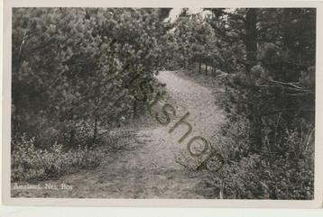 Ameland - Nes - Bos [KRST007-7259 beschikbaar voor biedingen
