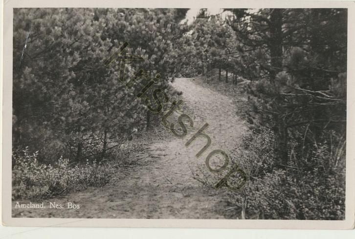 Ameland - Nes - Bos [KRST007-7259, Verzamelen, Ansichtkaarten | Nederland, Gelopen, Waddeneilanden, 1960 tot 1980, Verzenden