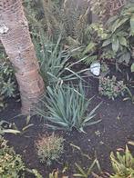 Yucca stekken, Ophalen, Overige soorten, Volle zon