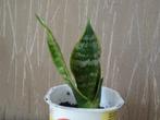 Vrouwentong -sansevieria, 12 cm, Huis en Inrichting, Kamerplanten, Overige soorten, Minder dan 100 cm, Ophalen of Verzenden, Halfschaduw