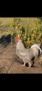 Noord- Hollandse Blauwe Kippen  met Hen, Dieren en Toebehoren, Pluimvee, Meerdere dieren, Kip