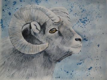 Aquarel Ram (op blauwe achtergrond)   beschikbaar voor biedingen