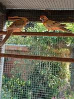 Kweekkoppel pastel bont pennant rosella, Dieren en Toebehoren, Vogels | Parkieten en Papegaaien, Meerdere dieren, Parkiet, Geringd