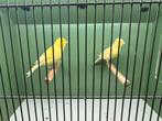 Waterslager koppel, Meerdere dieren, Kleurkanarie