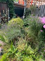Zaden - onbespoten uit eigen tuin, Ophalen of Verzenden, Volle zon