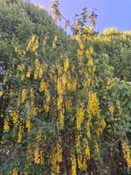 Gouden regen op stam | Laburnum | Grote exemplaren OP = OP, Tuin en Terras, Planten | Bomen, Overige soorten, Lente, 250 tot 400 cm