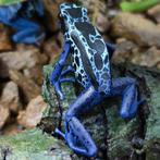 Dendrobates tinctorius 'Sipaliwini blauw', Dieren en Toebehoren, Reptielen en Amfibieën, Amfibie, 0 tot 2 jaar