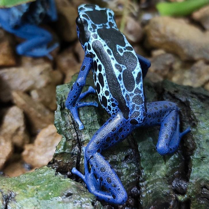 Dendrobates tinctorius 'Sipaliwini blauw', Dieren en Toebehoren, Reptielen en Amfibieën, Amfibie, 0 tot 2 jaar