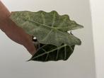Alocasia Polly Pink Mint, Huis en Inrichting, Kamerplanten, Overige soorten, Minder dan 100 cm, Ophalen of Verzenden, Halfschaduw